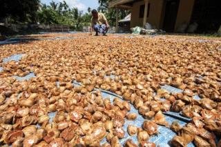 Harga Pinang Kering di Riau Minggu Ini Dihargai Rp4.810 per Kg