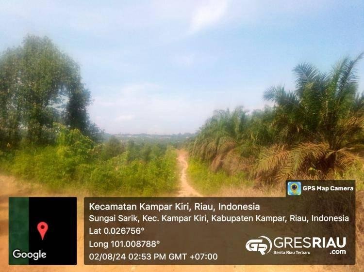 Perkebunan Sawit Di Lahan Hutan Produksi Kampar Kiri Dikuasai Oknum, LSM Peduli dan LHP Riau : Segera Laporkan Ke LHK dan APH !