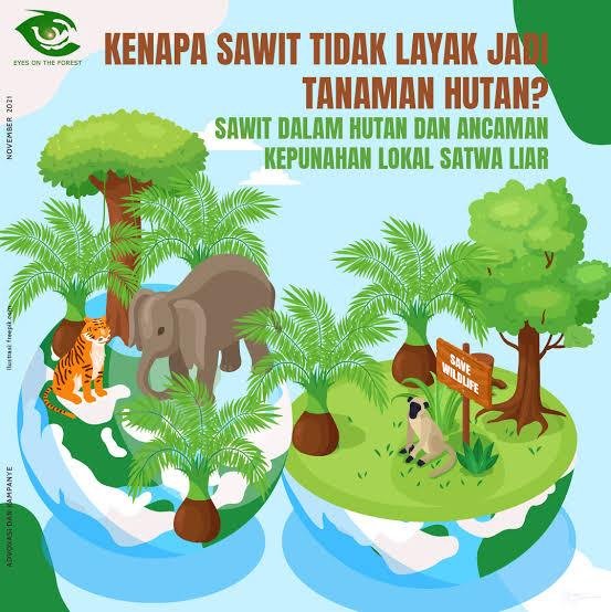 Somasi Sudah Diterima Manejer, Sepertinya Diacuhkan Manejer Kebun Di Kawasan Hutan Milik PD Cina