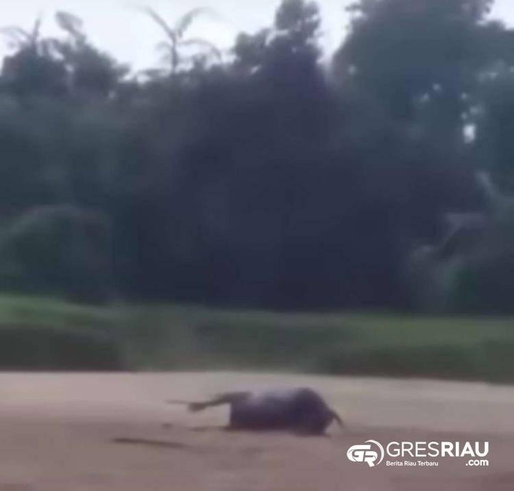 Kerbau Mati Mendadak Di Mentulik, Belum Diketahui Penyebabnya !