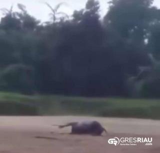 Kerbau Mati Mendadak Di Mentulik, Belum Diketahui Penyebabnya !