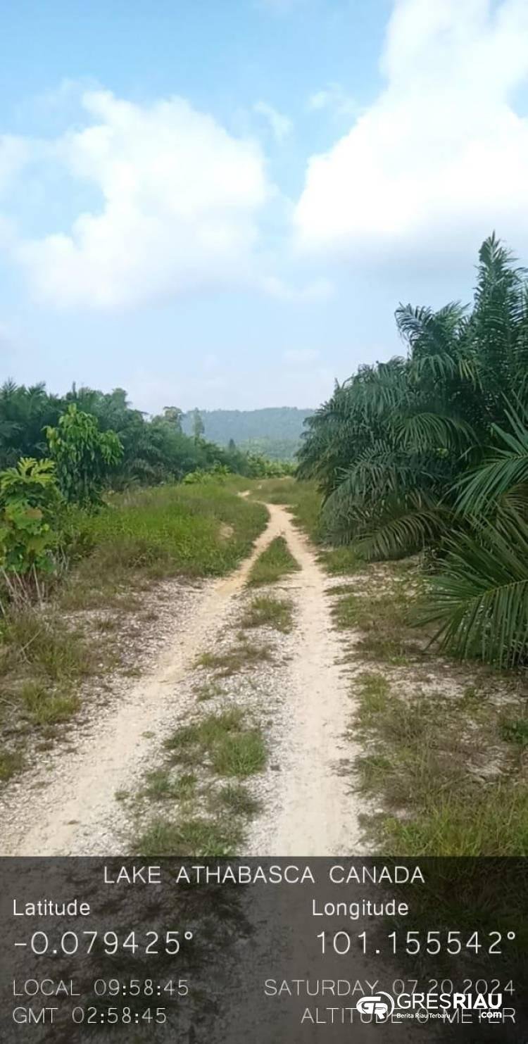 Miliki Lahan Sawit Puluhan Hektar Di Kawasan Hutan Margasatwa Desa Kuntu, Diduga Oknum Kepala SMP Di Gunung Sahilan !