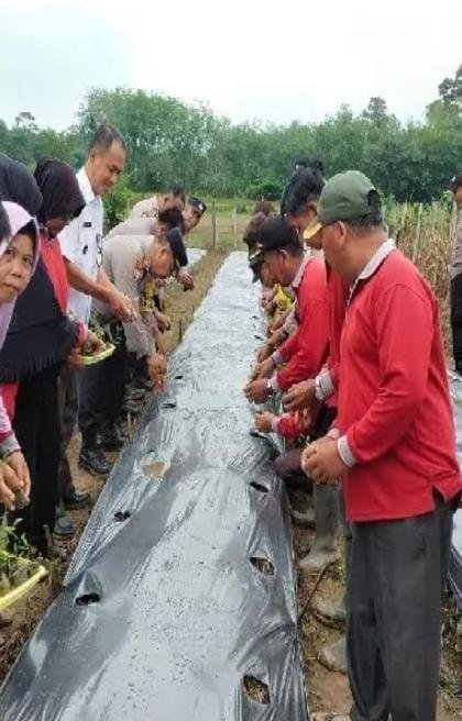 PJS Bupati Kuansing, Menghadiri Acara Launching Penanam Bibit Cabe Merah Dukung Program Pemerintah Republik Indonesia Di  Desa Seberang Taluk Hilir Ke