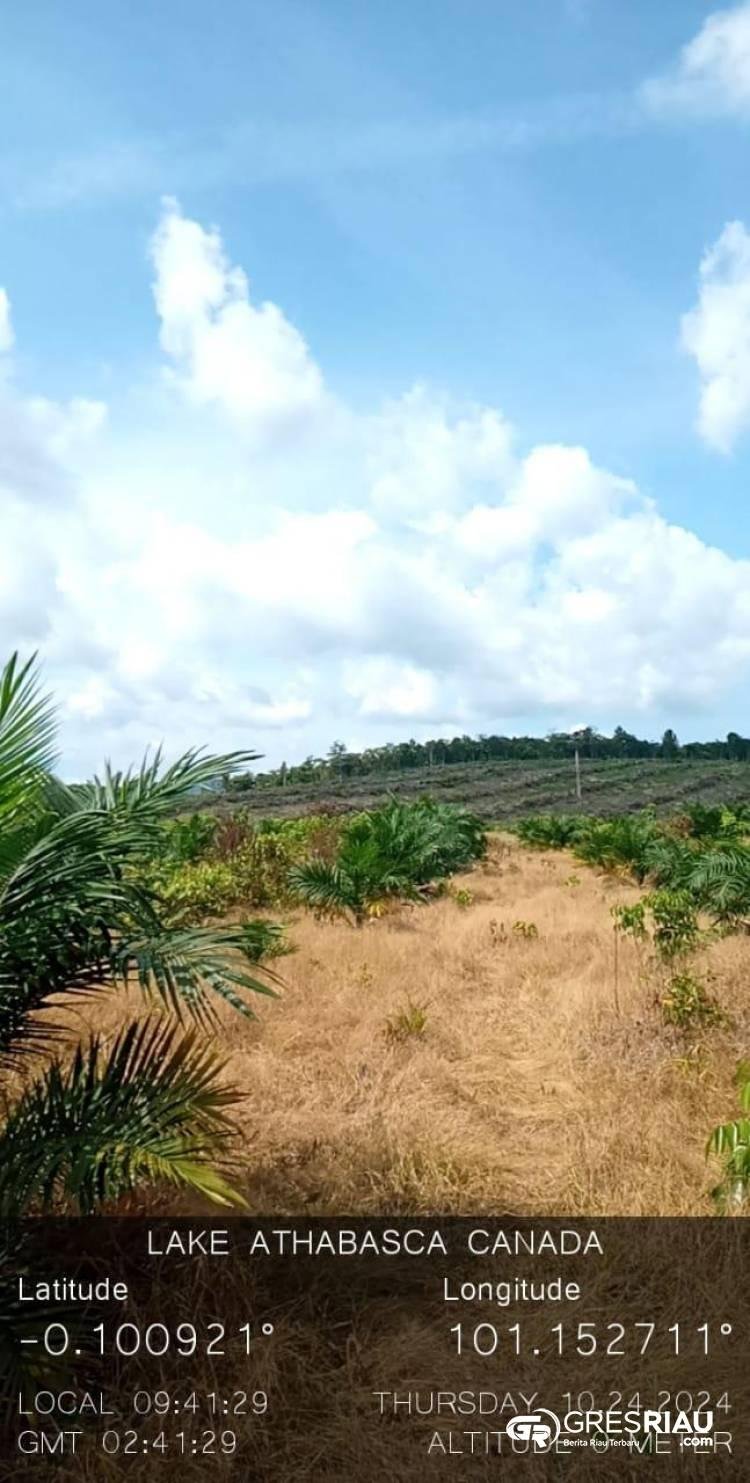 Garap Hutan Margasatwa Rimbang Baling Desa Kuntu Darussalam, Masyarakat Ironis Pemilik Lahan Diduga Tidak Ditahan !