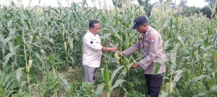 Polsek Kuantan Hilir Lakukan Pengecekan Tanaman Jagung Manis Dukung Program Ketahanan Pangan ASTA CITA Presiden RI