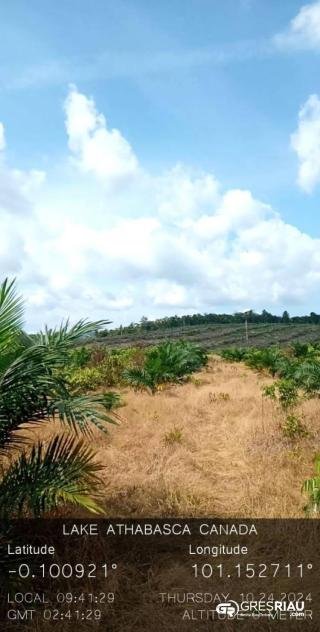 Garap Hutan Margasatwa Rimbang Baling Desa Kuntu Darussalam, Masyarakat Ironis Pemilik Lahan Diduga Tidak Ditahan !