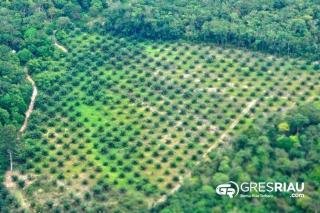 Hutan SM Rimbang Baling Kenegerian Kuntu Dibabat Jadi Kebun Sawit, Kades Maldanis 90 Hektar Sudah Terdata !