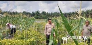 Kapolsek Tapung Hilir Dorong Kemandirian Pangan, Motivasi Warga Desa Kijang Makmur!