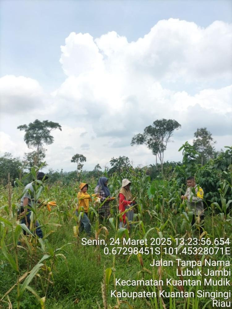Polsek Kuantan Mudik Bersama Warga dan Kelompok Tani Gemuray Gelar Panen Raya Jagung Pipil di Desa Kasang