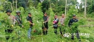 Kapolres Aceh Besar Pimpin Langsung Pemusnahan Ladang Ganja Di Pegunungan Lamteuba Seulimeum