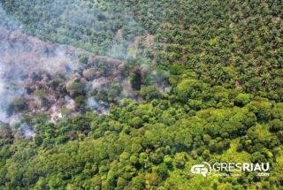 Perambahan Hutan di Kampar Kiri dan Kampar Kiri Hulu, 14 Nama Pemilik Kebun Sawit Terungkap