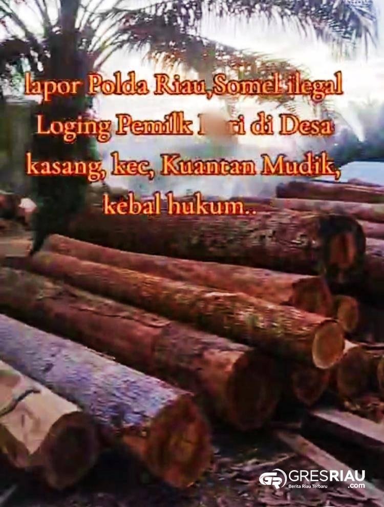 Kebal Hukum ? Polda Riau Diminta Tindak Aktivitas Ilegal Logging di Kuantan Mudik !