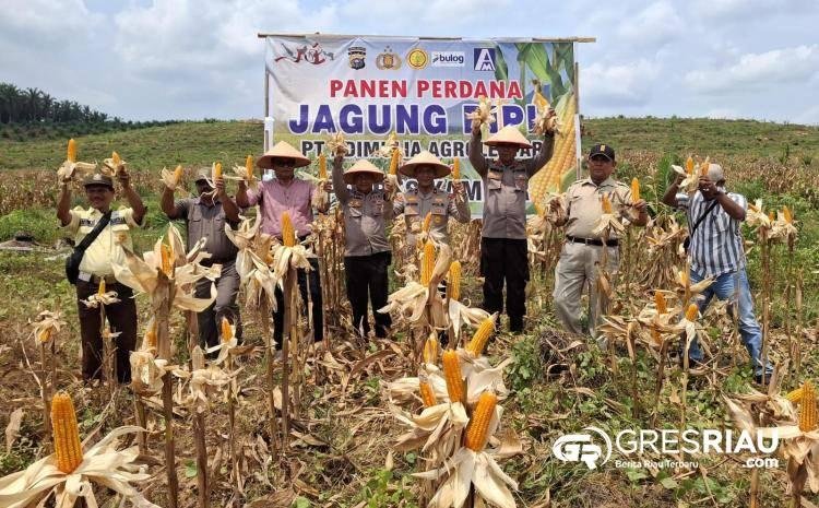 Polsek Kampar Kiri Panen Perdana Jagung Pipil di Lahan PT. Adi Mulya Agro Lestari Dukung Program Asta Cita Presiden