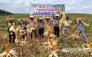 Polsek Kampar Kiri Panen Perdana Jagung Pipil di Lahan PT. Adi Mulya Agro Lestari Dukung Program Asta Cita Presiden