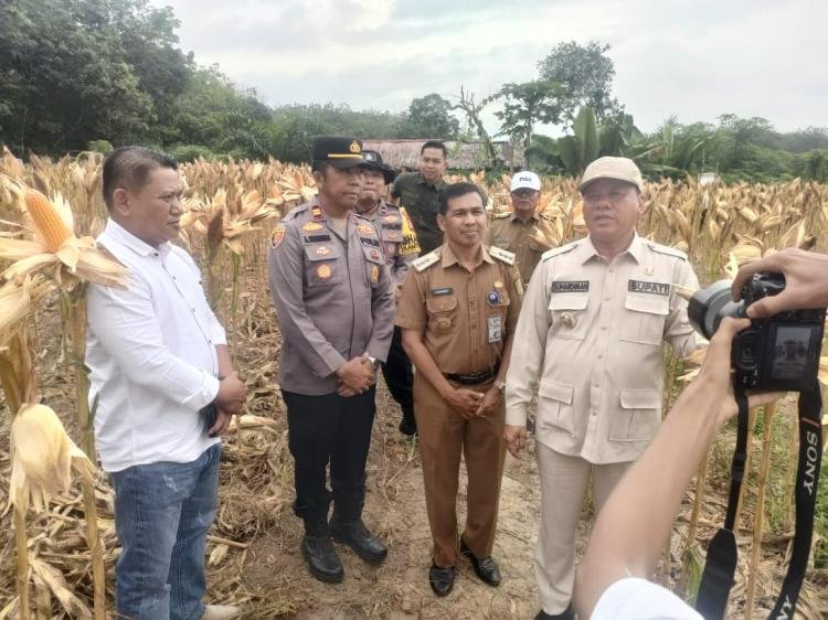 Polsek Pangean Gelar Panen Raya Jagung Pipil Bumdes Parisai Nagori Dukung Swasembada Pangan APBD 2025