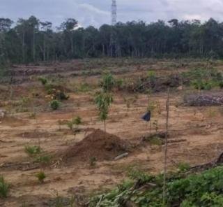 Dari Kebun Karet Tak Produktif Alih Fungsi untuk PETI dan Alih Lagi Jadi Kebun Sawit 