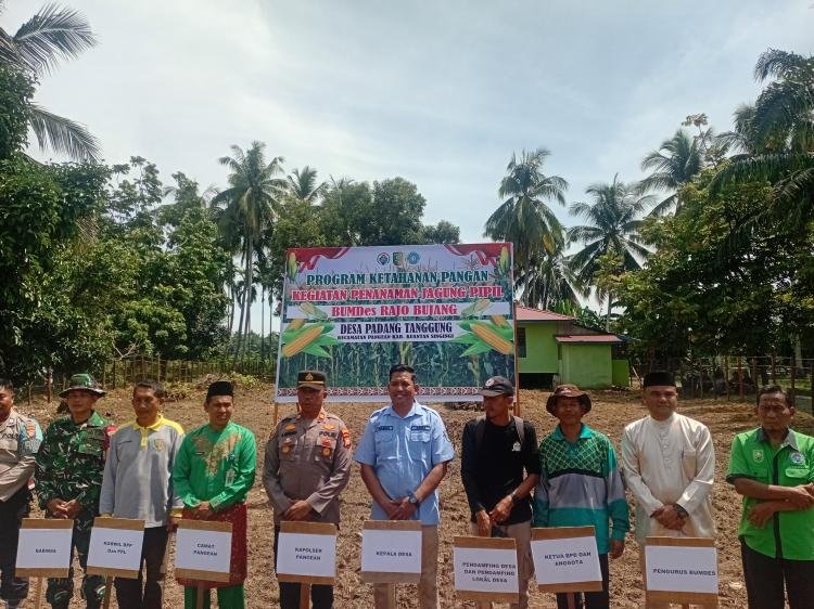 Program Ketahanan Pangan, BUMDES RAJO BUJANG Desa Padang Tanggung Adakan Giat Tanam Jagung Pipil