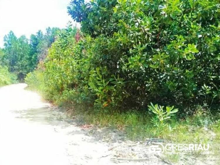 Lahan Adat Padang Sawah Dikomersilkan ke PT.PSPI? Investigasi Lebih Lanjut Dibutuhkan: Transfaransi dan Keadilan Terancam!