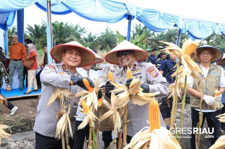 Wujudkan Swasembada Pangan, Polda Riau Panen Raya Jagung Serentak di Kampar