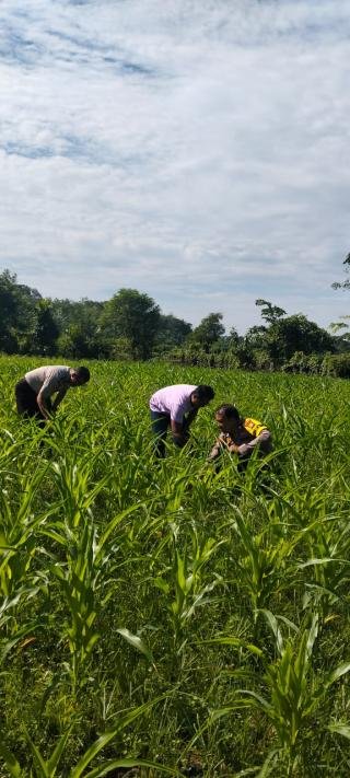 Polsek Kuantan Mudik Cek Tanaman Jagung Pipil, Dukung Program Swasembada Pangan 2026