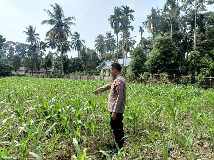 Polisi Cinta Petani, Polsek Kuantan Mudik Cek Perkembangan Jagung Pipil di Desa Air Duri.