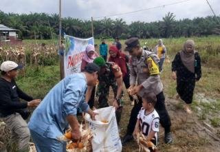 Dukung Ketahan Pangan, BHABINKAMTIBMAS Desa Tanjung Pauh Bantu Kegiatan Panen Jagung Pipil